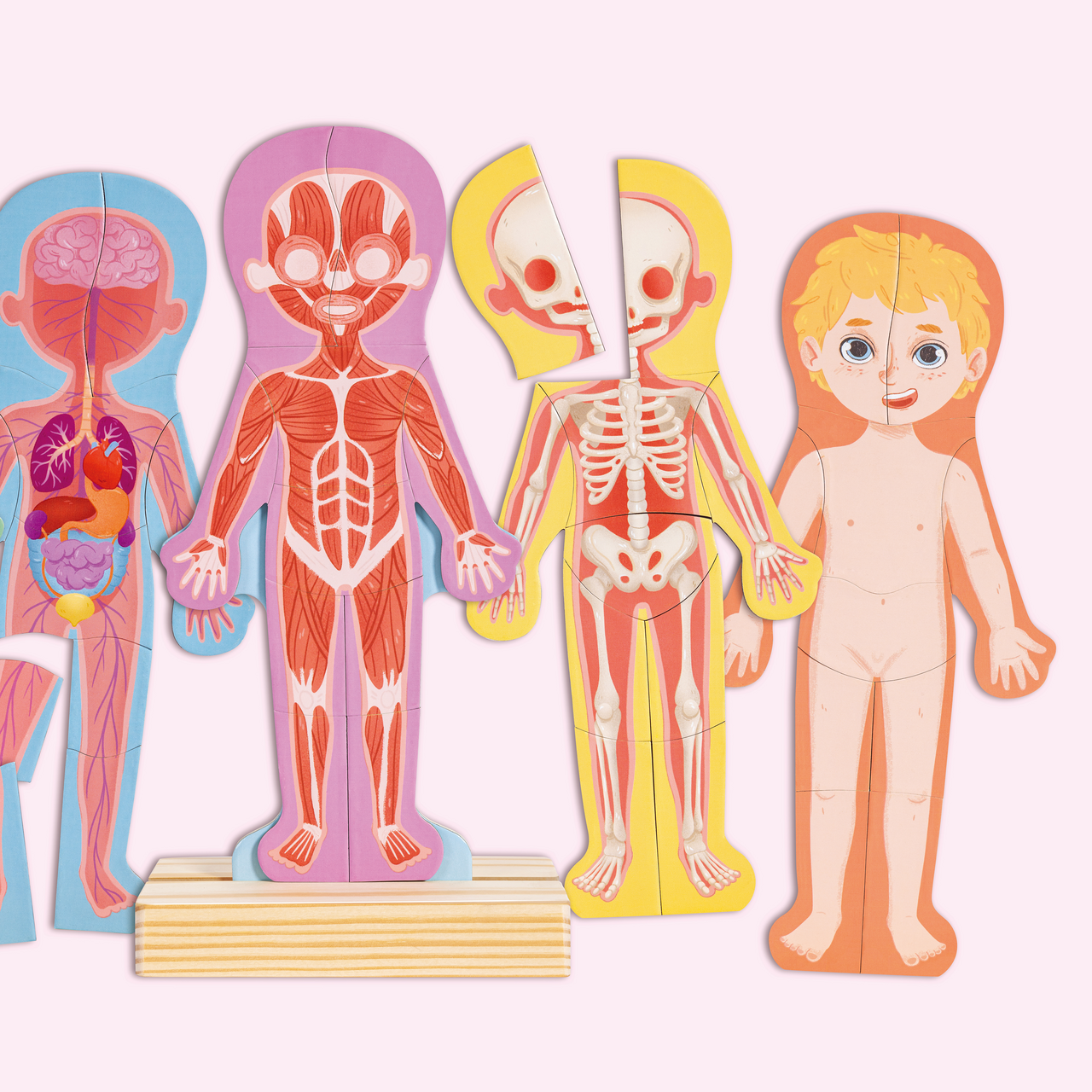 Magnetisches Puzzle Menschlicher Körper